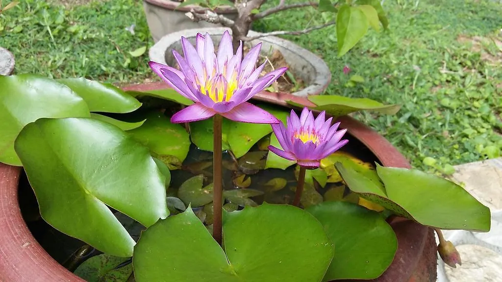 Guest house Travel Bird Villa - Foreign Bookings Only Katunayake