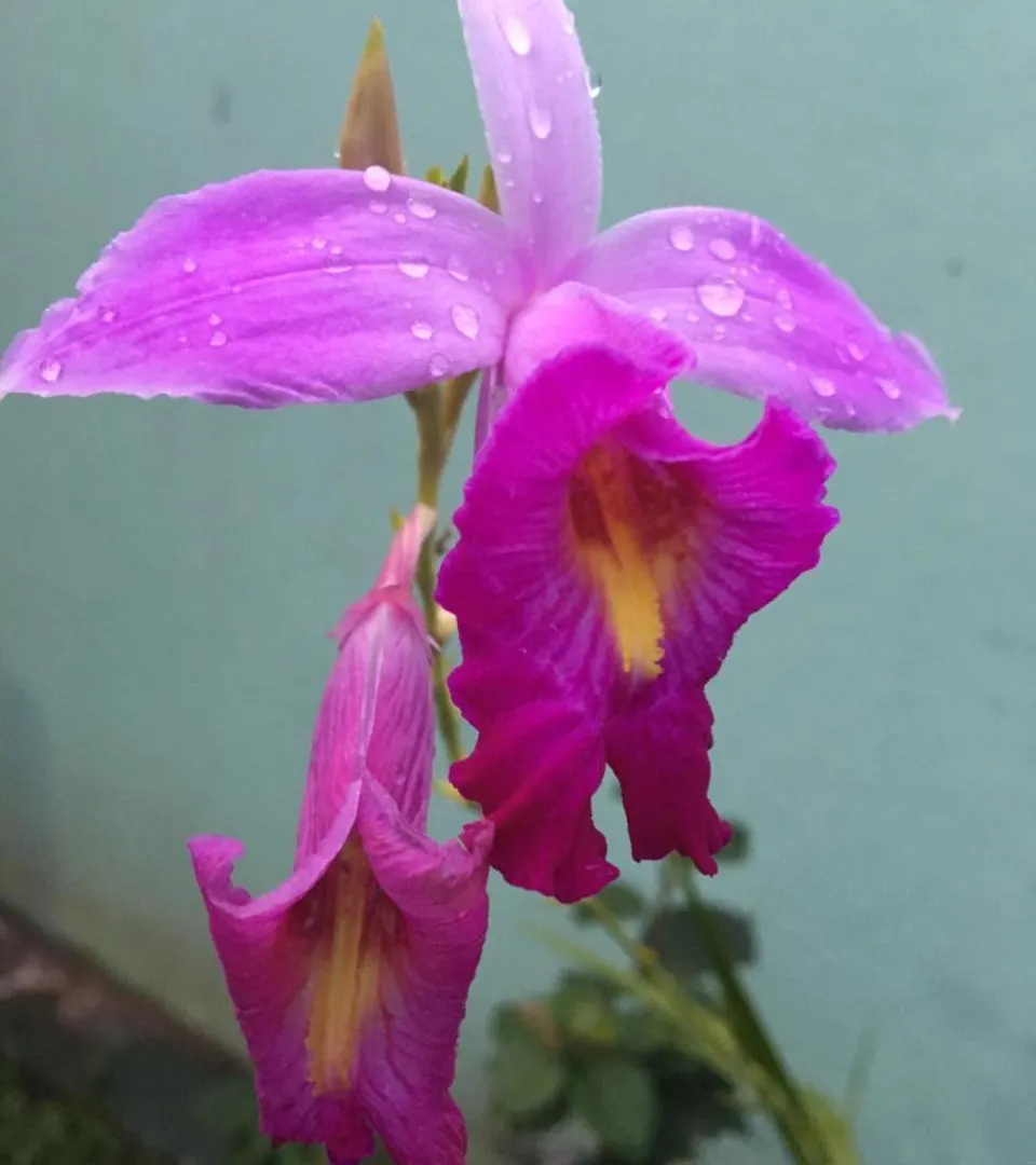 Travel Bird Villa - Foreign Bookings Only Katunayake Guest house
